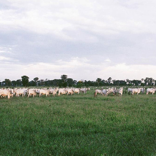 Vacas Nelore, início dos anos 80
